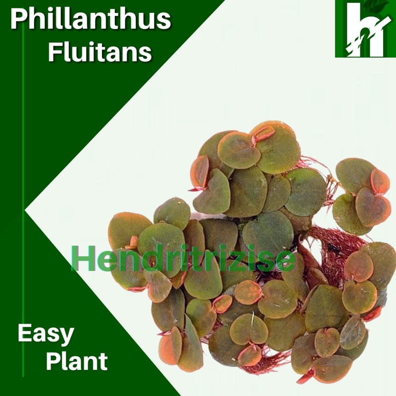 Phyllanthus Fluitans -Tanaman Apung -Tanaman Aquascape Aquarium