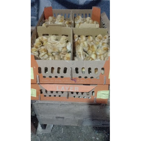 doc layer petelur (horn)