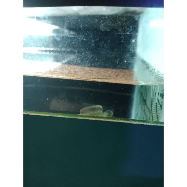 Channa Limbata cb 5-6cm rim tebal single tank flaring kaca