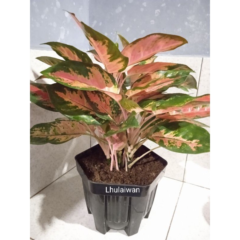 Tanaman hias aglaonema kochin pink atau pink kochin ukuran dewasa
