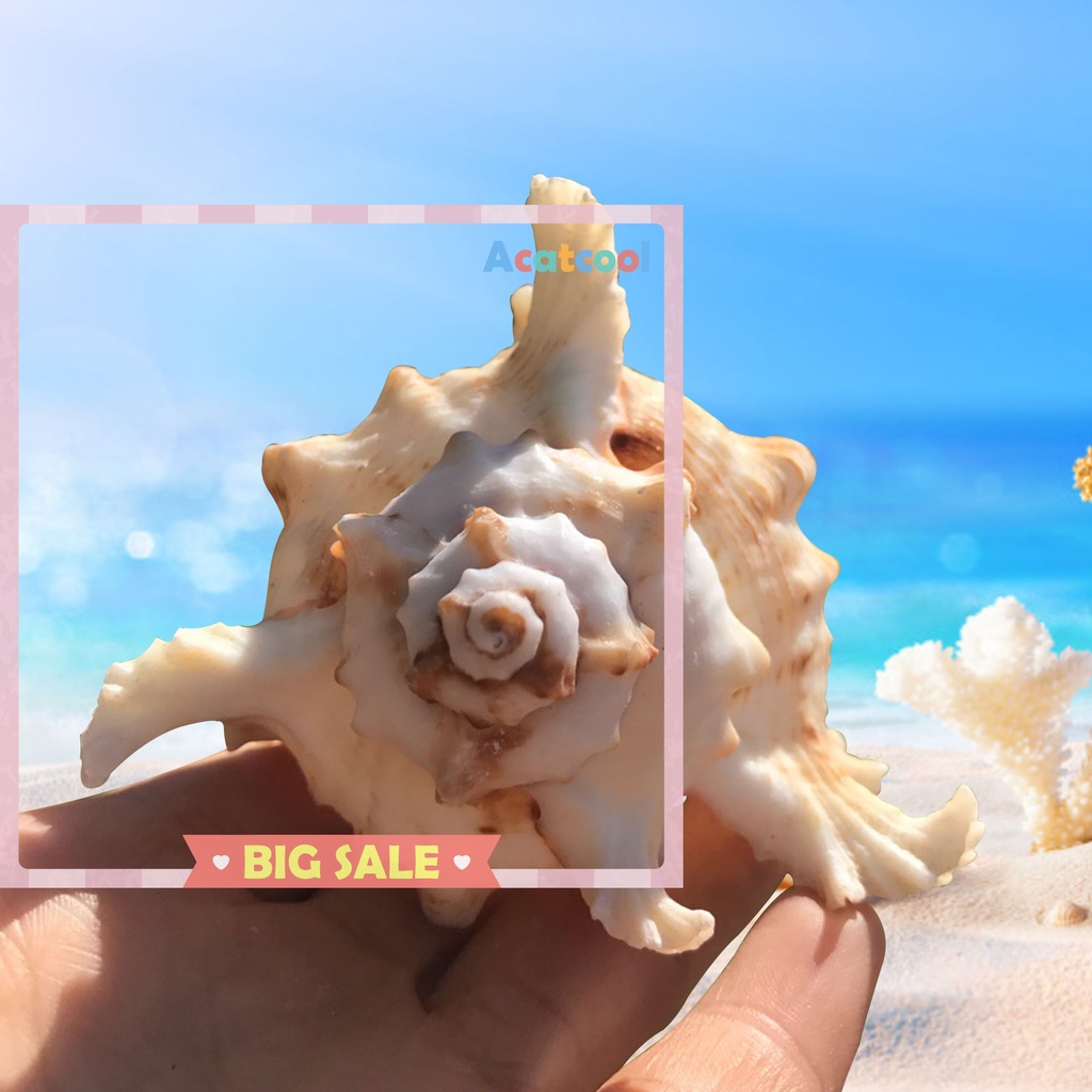 Sea Shell Plant Pots Natural Conch Air Plant Holder Seashell for Display