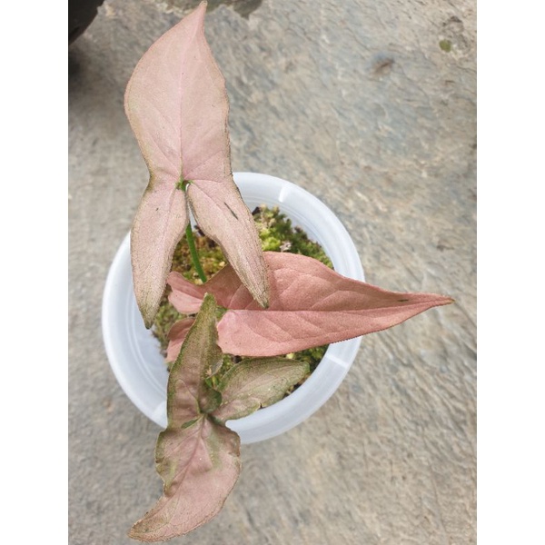 Syngonium Pink Emerald