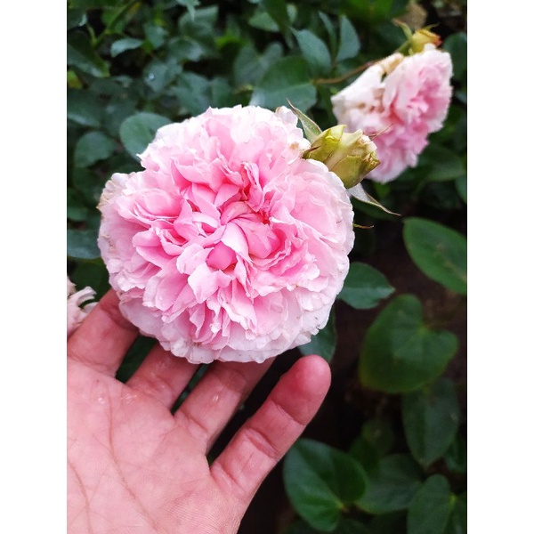 mawar import MIRANDA (DEWASA)