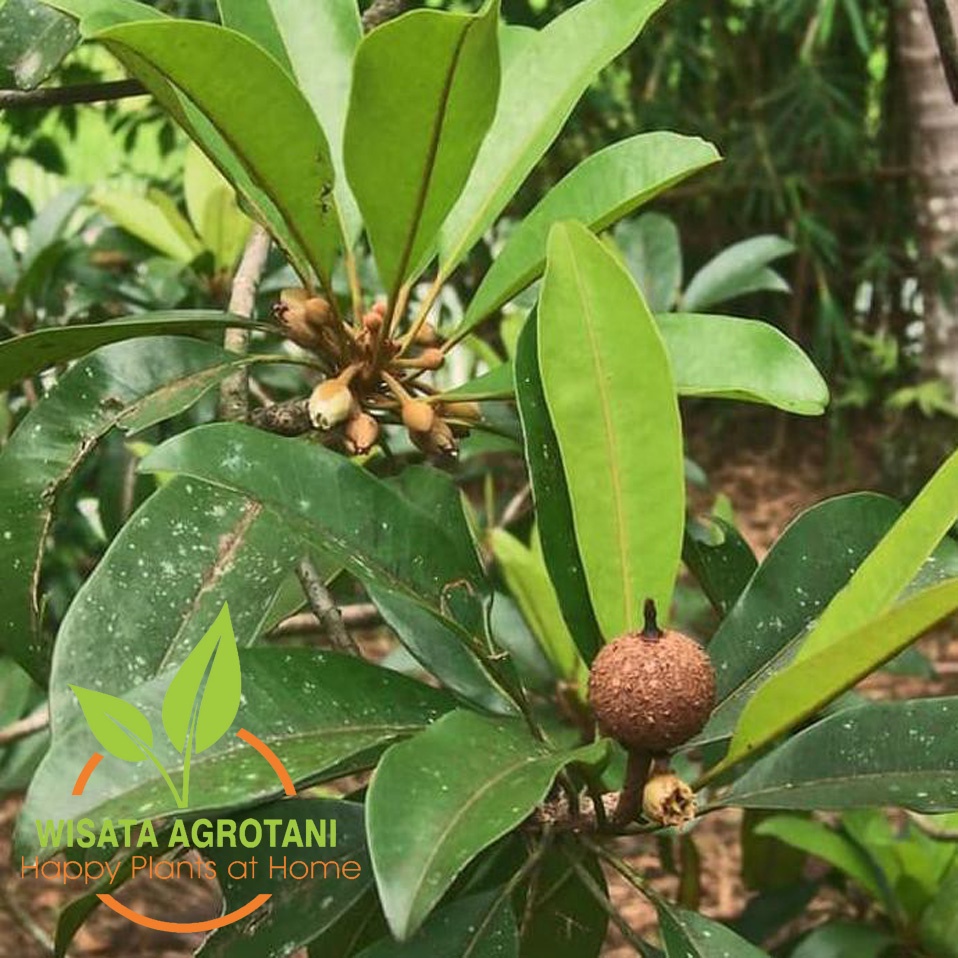 Terlaris Bibit Sawo Bangkok/ Tanaman Buah Sawo Madu jumbo Wisata Agrotani