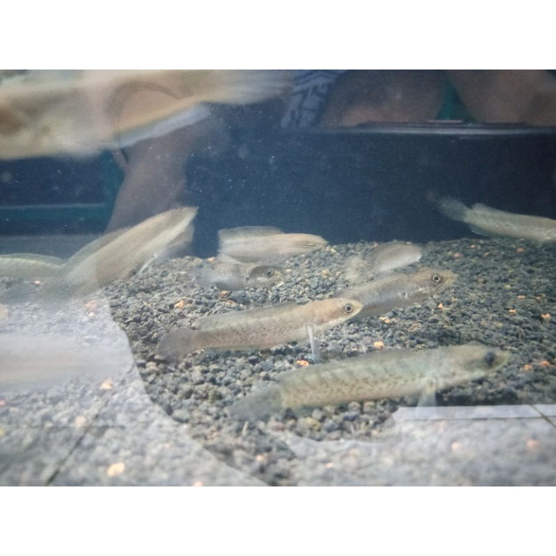 chana stewarti karbialong