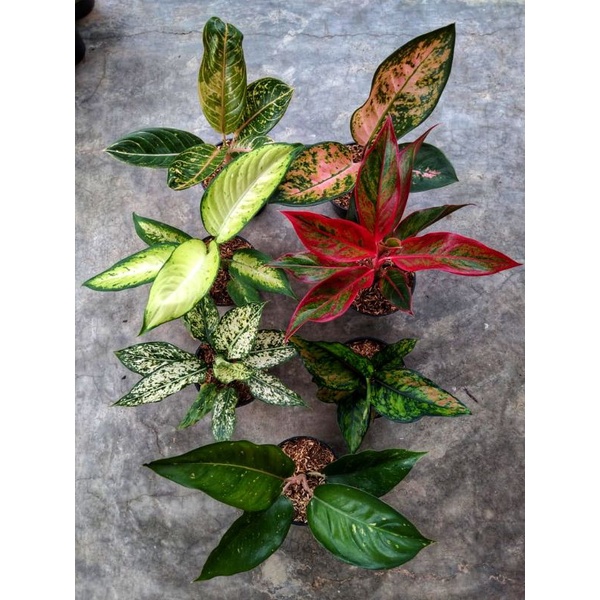 paket 7 jenis aglonema
