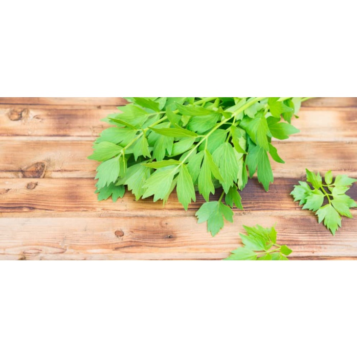 

Daun seledri 200gram