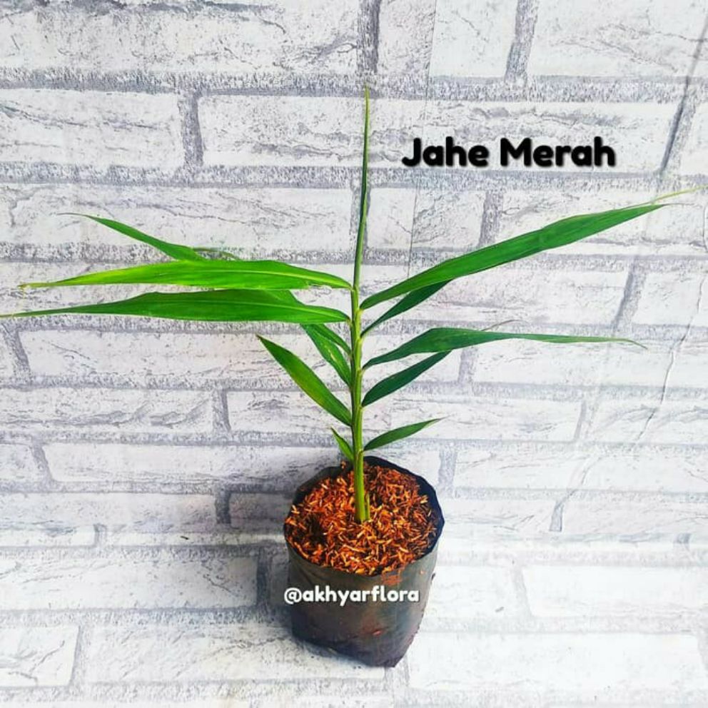 Bibit Jahe Merah Tanaman Herbal Jahe Merah Asli