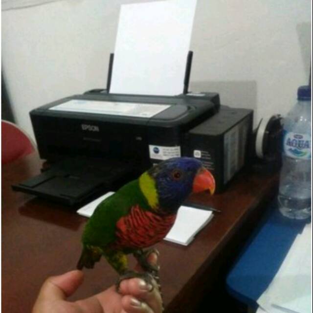 Nuri Pelangi Jinak Total Shopee Indonesia