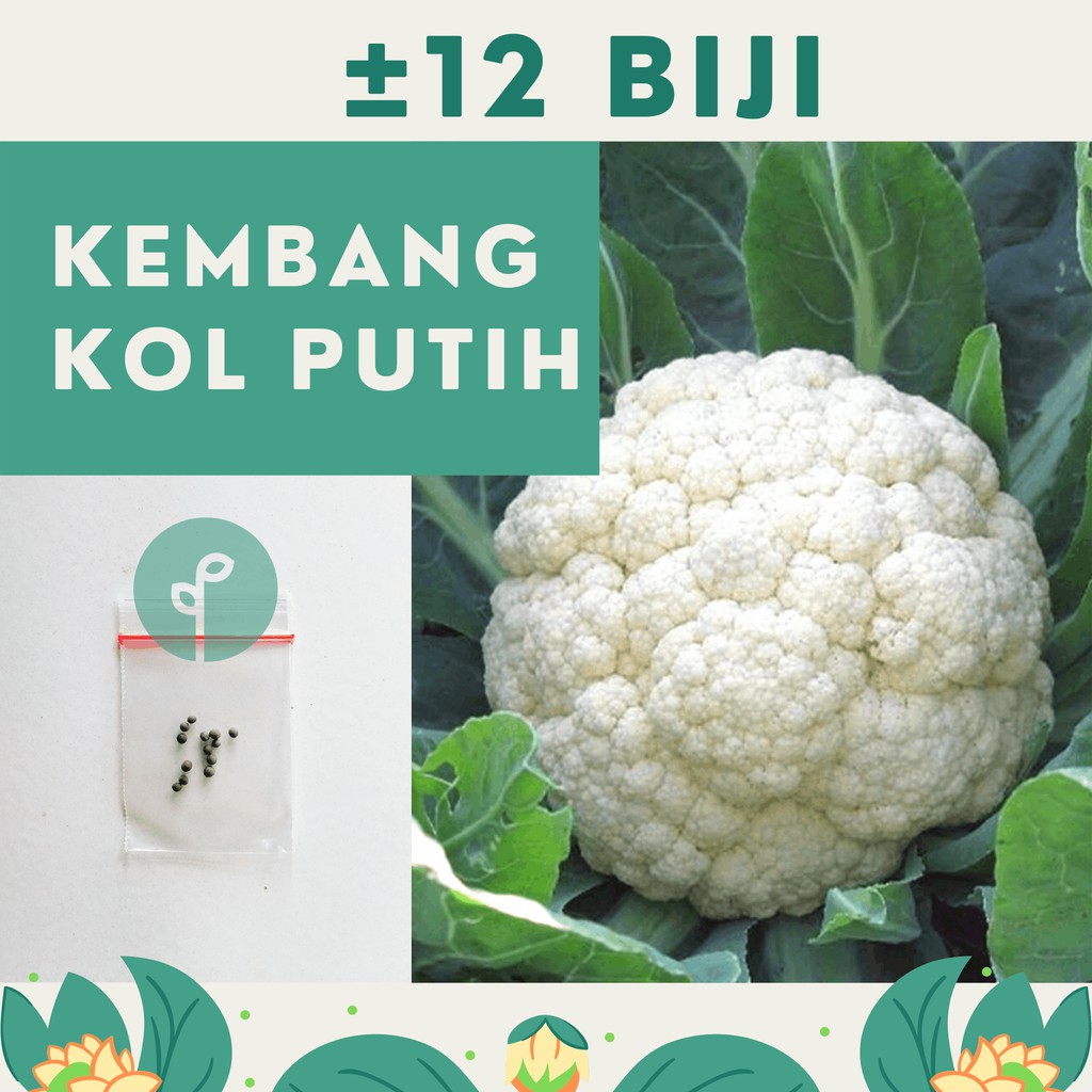 Bibit Sayuran Benih Sayur Paket Lengkap Hidroponik Kangkung Bayam Cabe Sawi Selada Terong Tomat dll-KEMBANG KOL