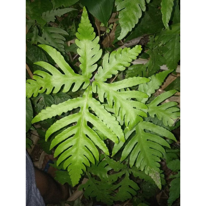 tanaman hias pakis hutan langka