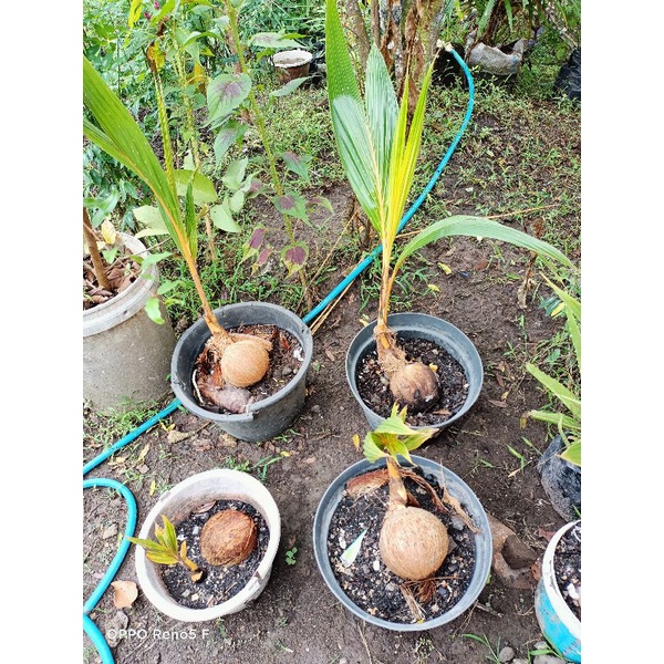 tunas kelapa