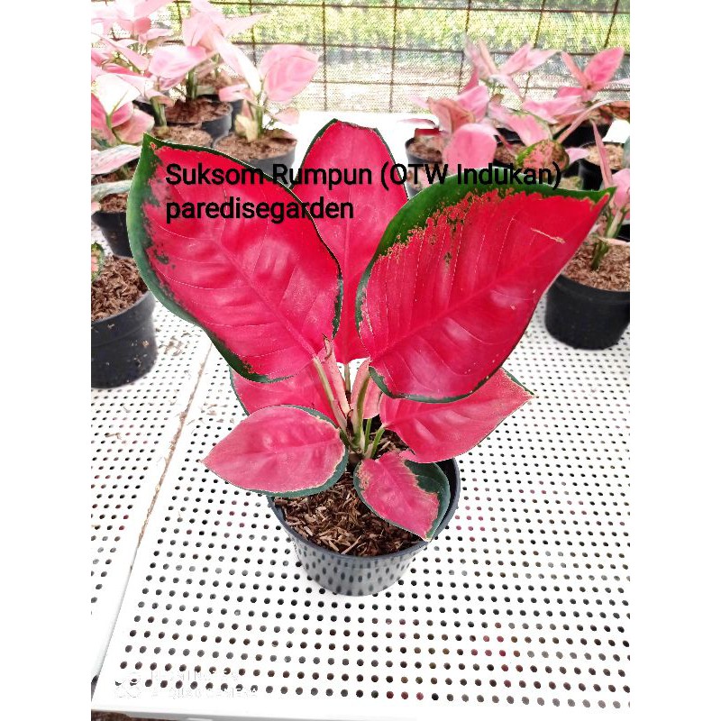 Aglonema Suksom Jaipong culture (OTW Indukan)