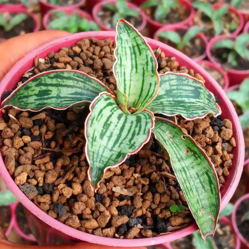 Sansevieria Cleopatra | Sanse Cleopatra | Sanse | Cleopatra