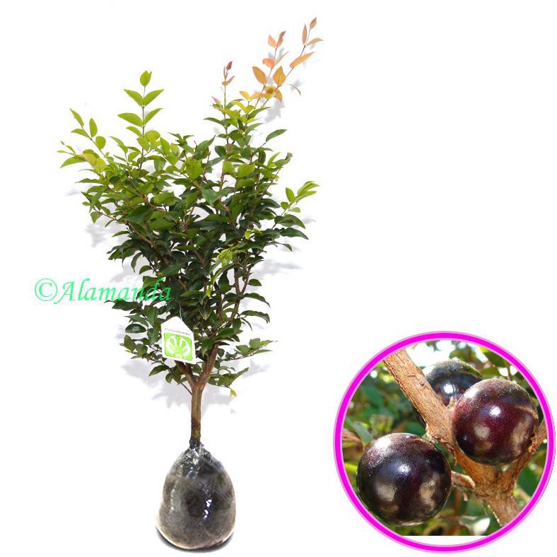 Tanaman Buah Anggur Pohon ( JABOTICABA )