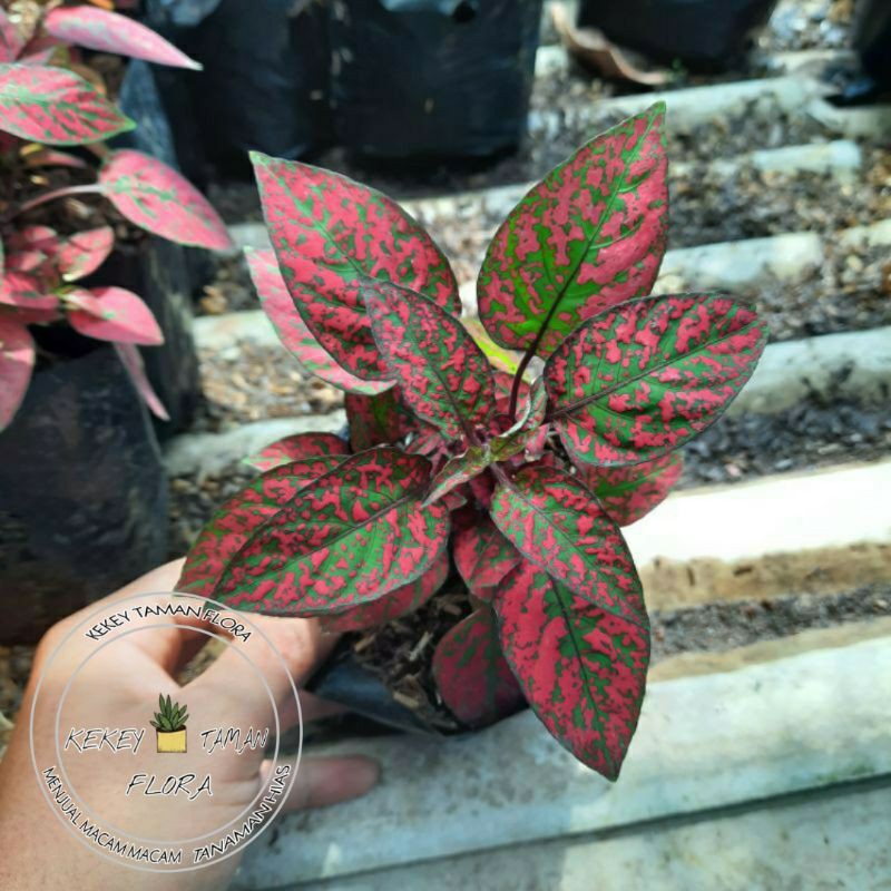 Tanaman Hias Hypoestes Merah - Tanaman Hypoestes Merah