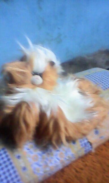 Tempat Tissue Motif Kucing