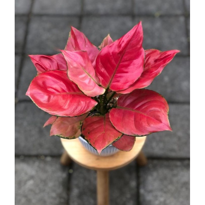 Tanaman Hias Aglonema Pink Anjamani / Tanaman Hias Hidup Murah / Bunga Hias Import (Aglaonema/Srirej