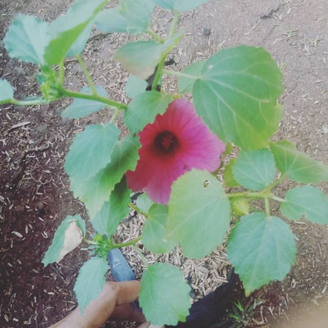 bunga rosela - tanaman bunga rosela - pohon rosela