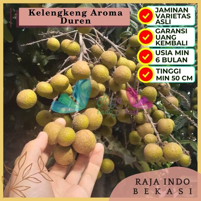 Bibit Tanaman Buah KELENGKENG AROMA DUREN Premium