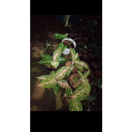 tanaman hias aglonema bidadari mutasi anakan baby
