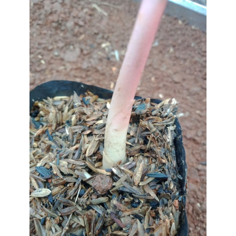 bonggolan aglonema suksom jaipong