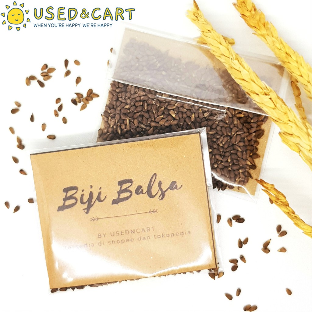 Biji Balsa Putih Super A1 10 gram 900 Benih Bibit Tanaman Kayu