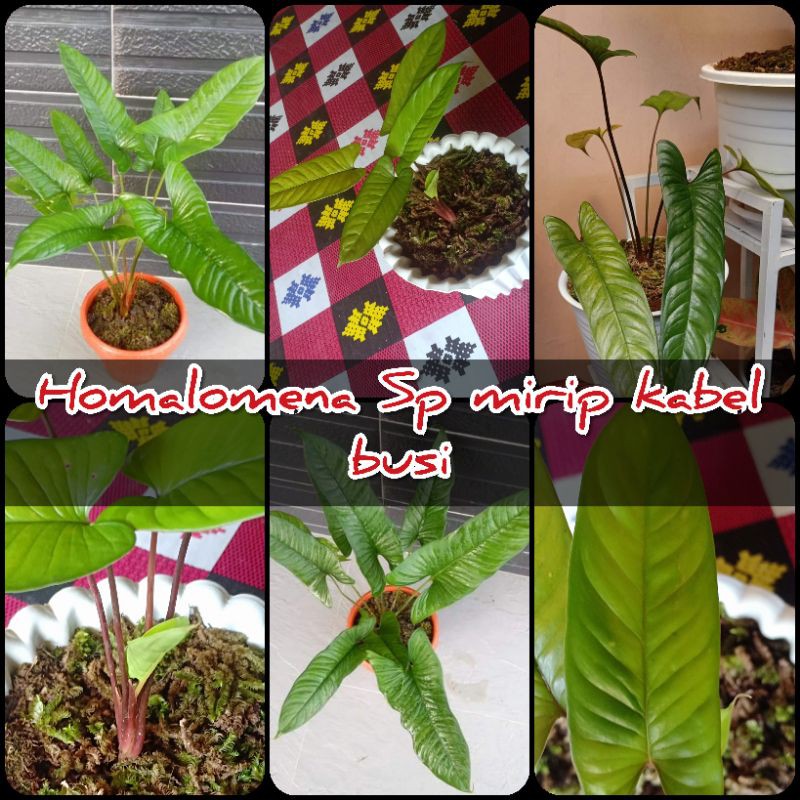 Homalomena Sp Borneo Mirip Philo Kabel Busi