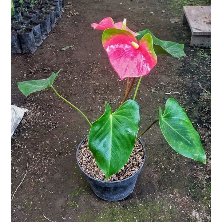 Anthurium Bunga Presiden