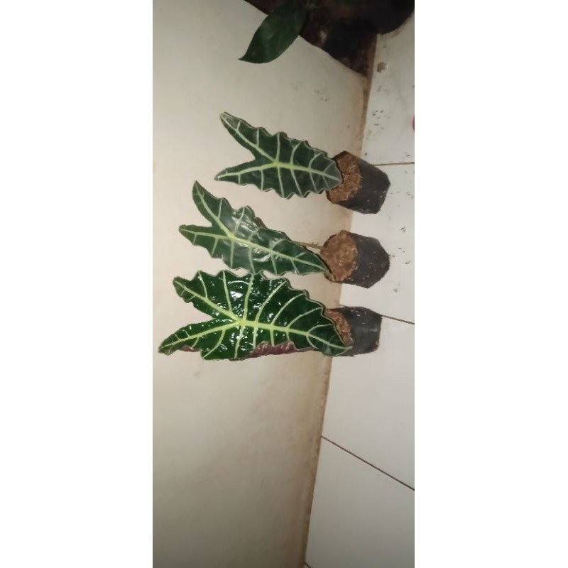 tanaman keladi amazon/keladi tengkorak