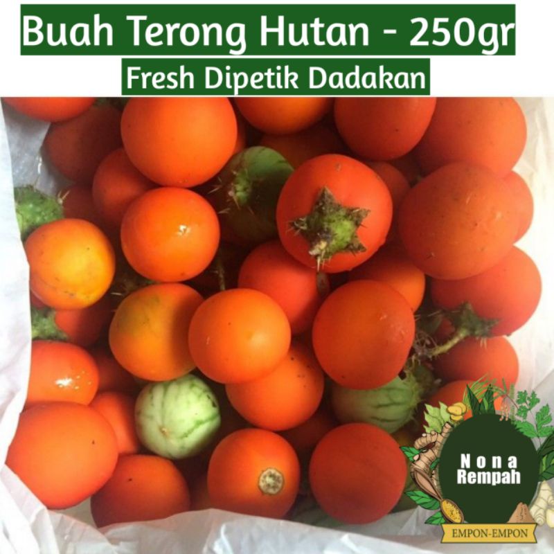 

Buah Tenong Terong Hutan 250 gram