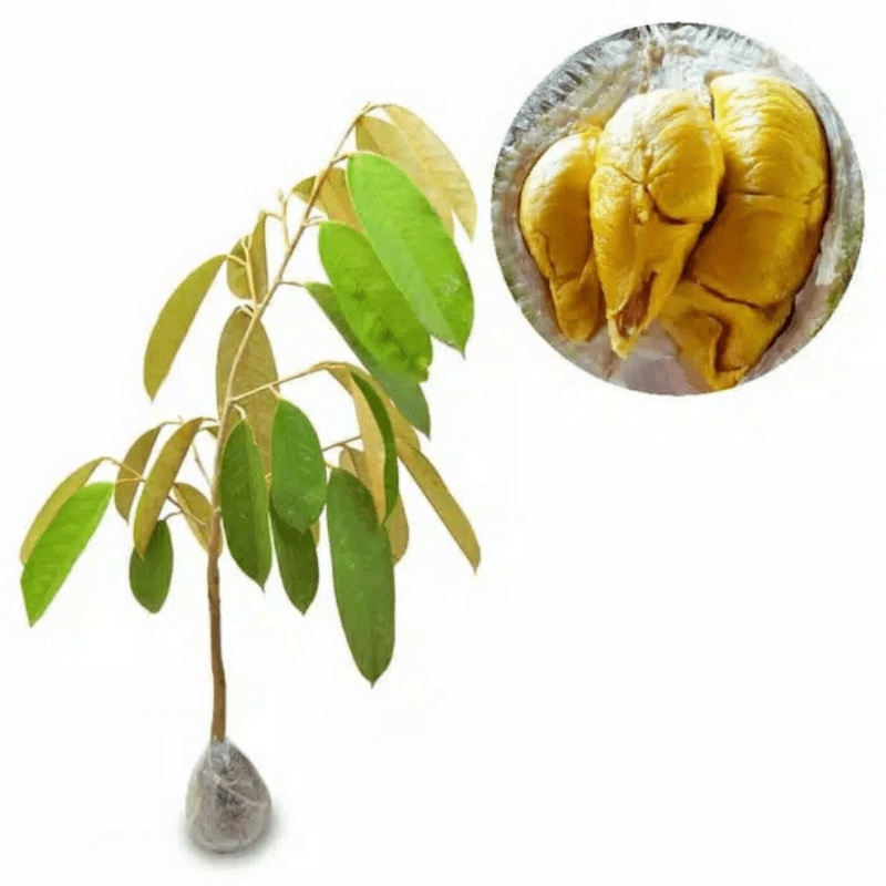 Jivara56 Bibit Durian Musangking