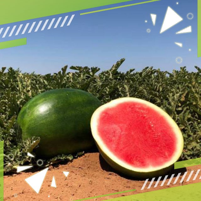 Gudange Benih semangka AMARA F1 non biji (seedless)