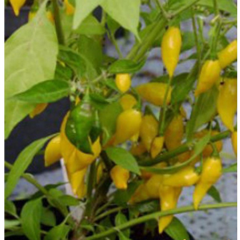 BENIH CABE SUPER PEDAS HABANERO LEMON HAIRA SEED