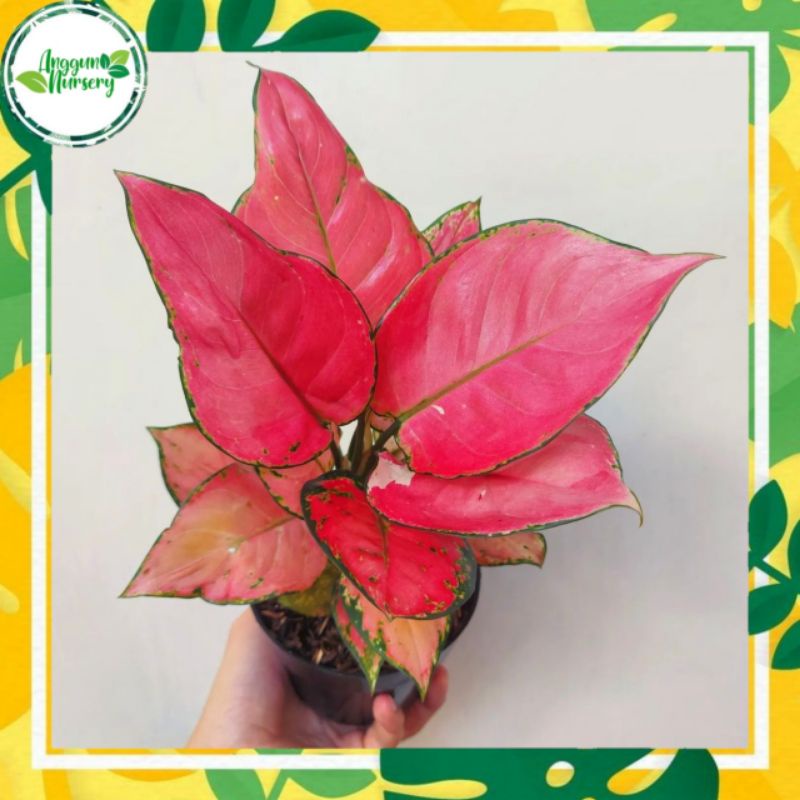 [✅COD] AGLONEMA PINK KATRINA - (AGLONEMA REMAJA) / AGLONEMA PINK ANJA / PINK ANJAMANI MURAH/ AGLONEM