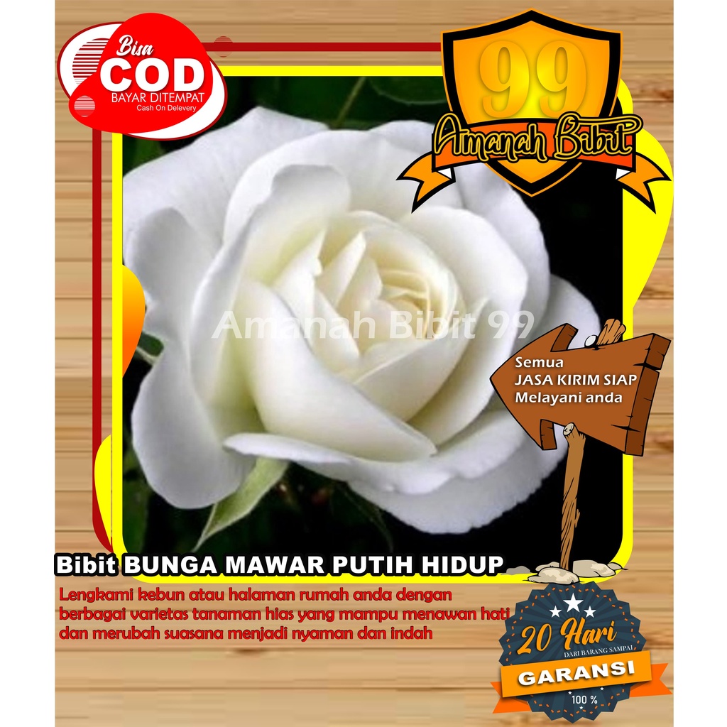 Bibit Bunga Mawar Putih