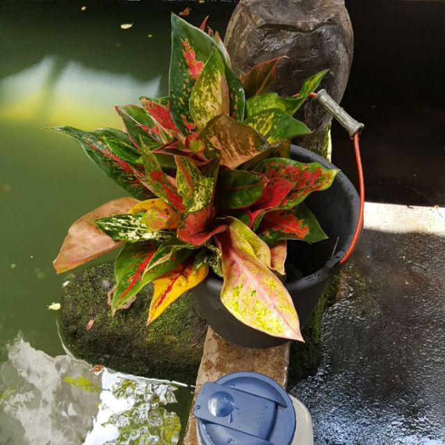 Paket 10 jenis bunga aglonema murah Shopee Indonesia Paket 10 jenis bunga aglonema murah Shopee Indonesia