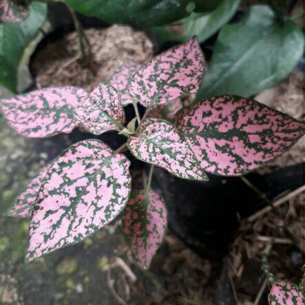 Hipotes pink hijau / Tanaman hias Hipoestes / hipotes
