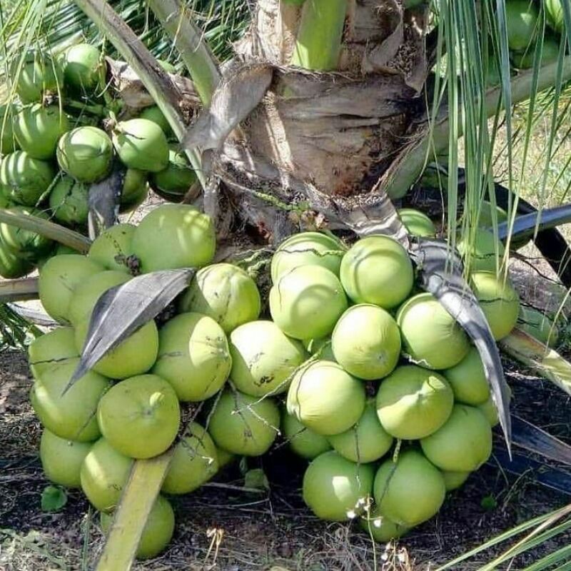 Bibit Tanaman Buah Kelapa Hibrida-2