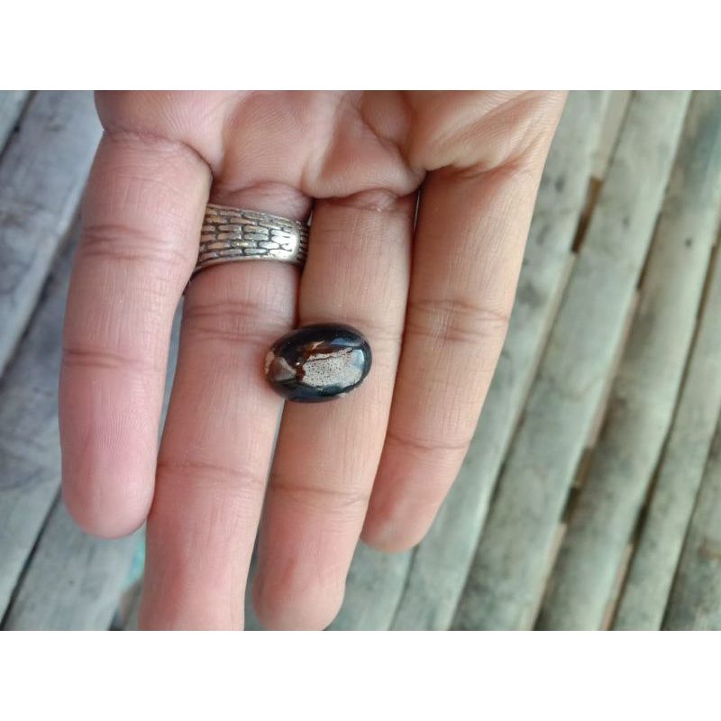 fosil galih kelor motif kendit