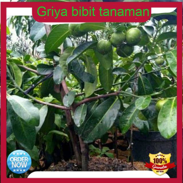 Bibit black sapote