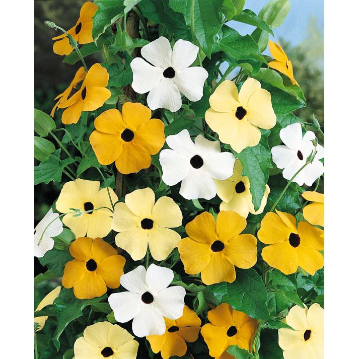 Benih Bibit Biji - Bunga Thunbergia Black Eyed Susan Alata Mix Flower Seeds - IMPORT