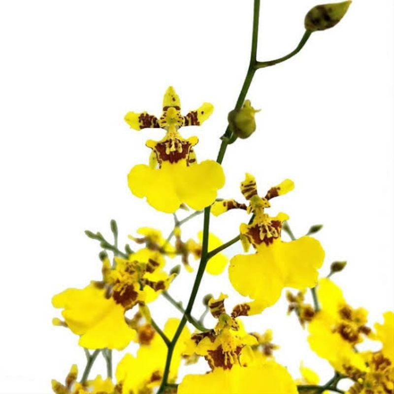 Anggrek Oncidium golden shower