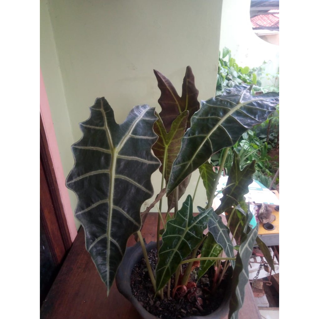 Tanaman Alocasia Amazonica