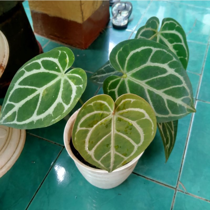 TANAMAN HIAS KUPING GAJAH/ANTHURIUM  VARIAN DAUN BESAR