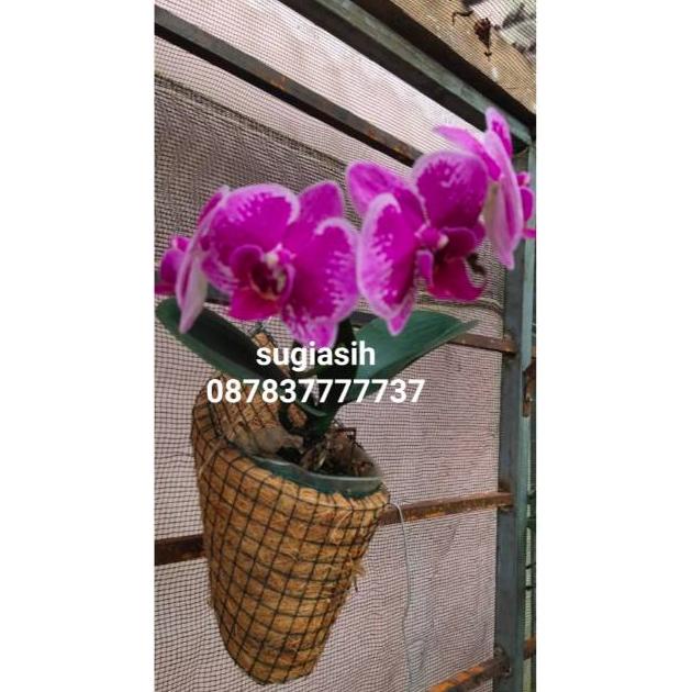 POT ANGGREK POT BUNGA HIAS UNIK