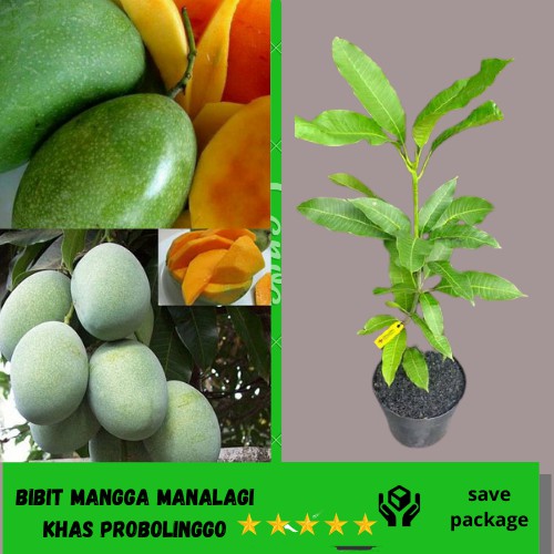 bibit mangga manalagi khas probolinggo - WISATA AGROTANI