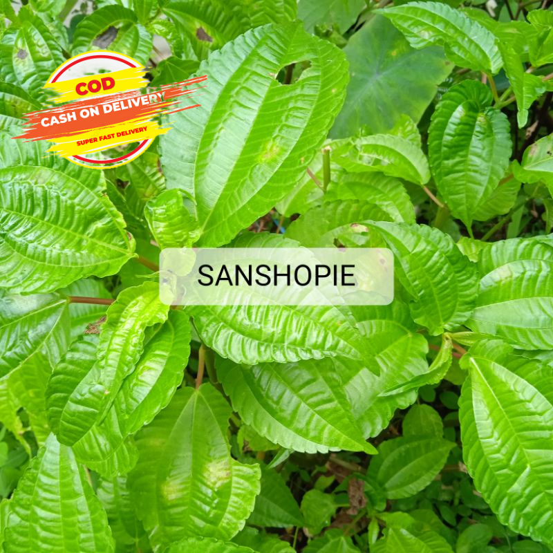 

Daun Pohpohan Atau Poh Pohan Segar 500 Gram