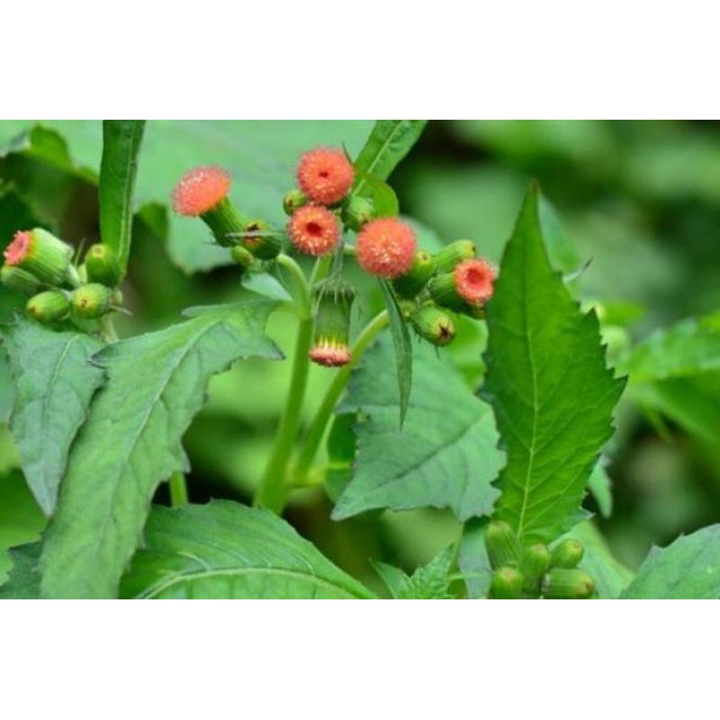

Daun sintrong/ junggul segar 500 gram