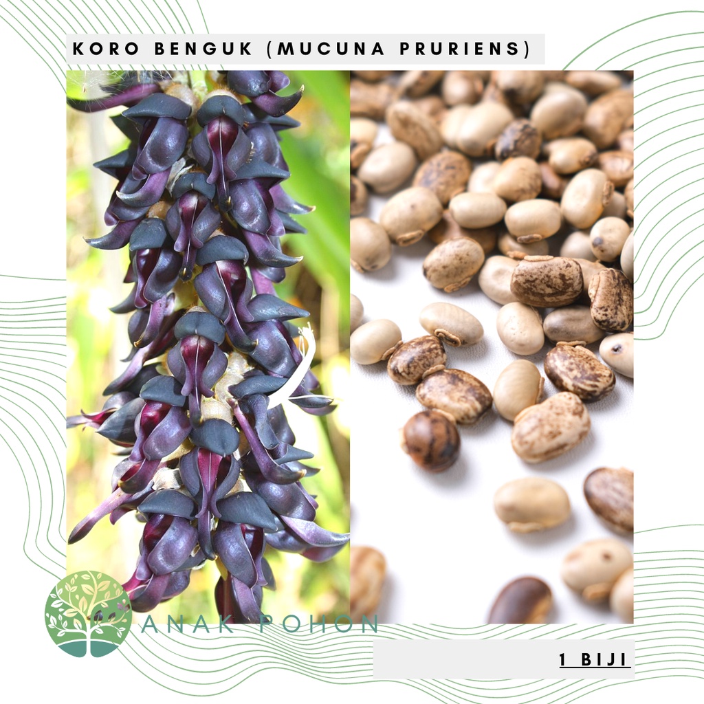 Benih Bibit Biji - Koro Benguk Mucuna pruriens Kacang Babi Kara Seeds